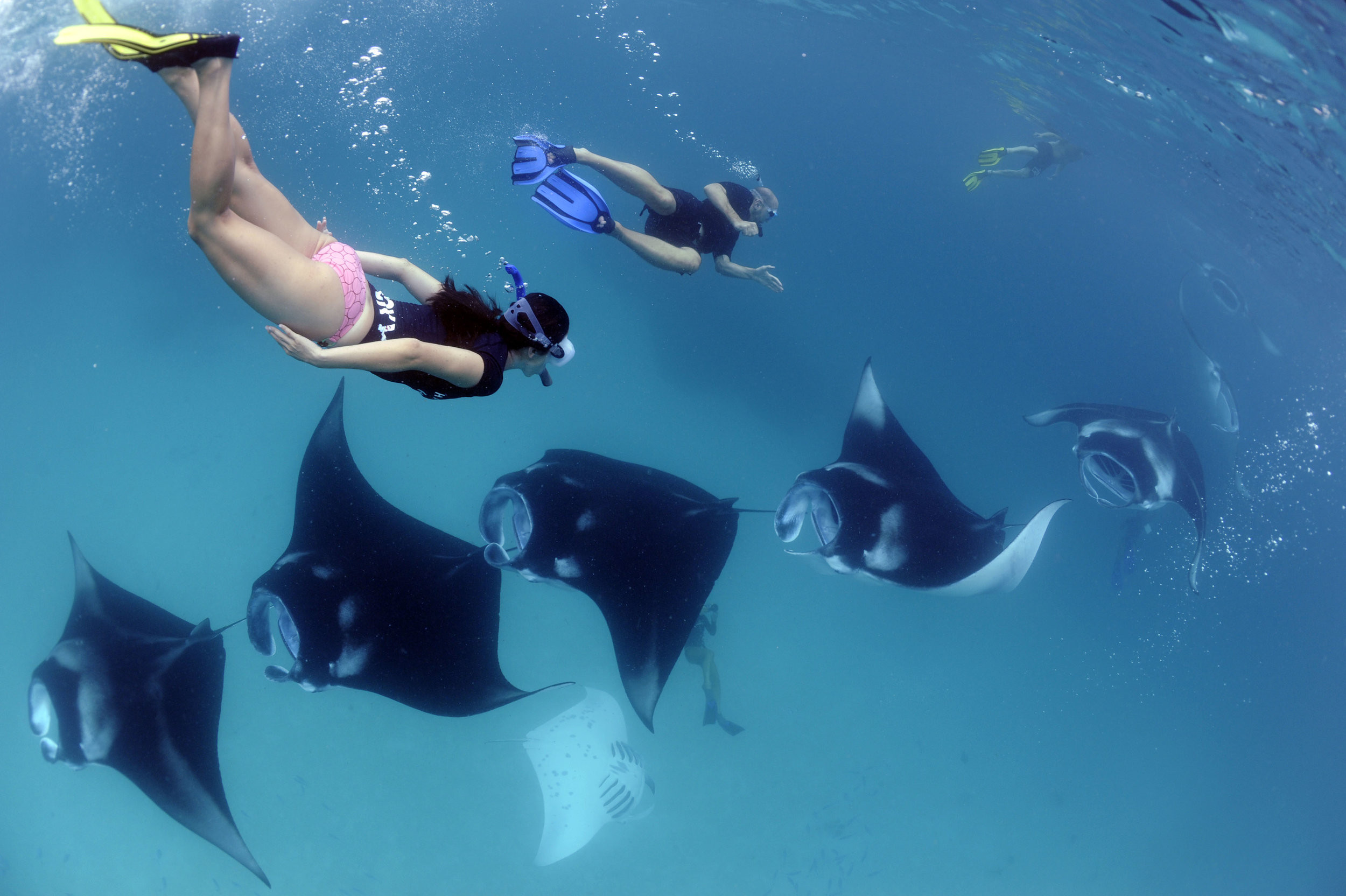 Maldives sees 380% growth in Manta Ray tourism; expected to generate USD 311M annually